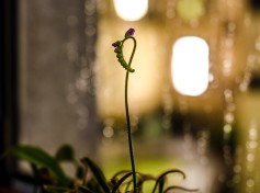 Drosera Capensis
