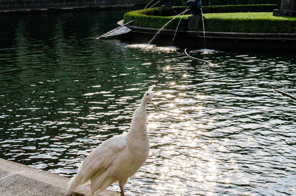Praha Peahen