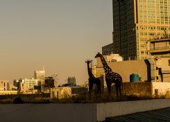 Giraffes at Sunset (Seoul)