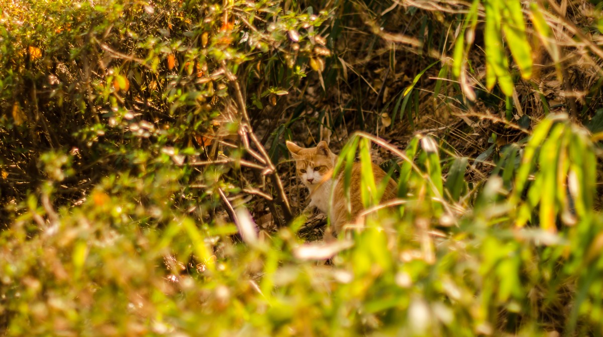 Busan Cat