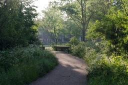 Morning Bridge