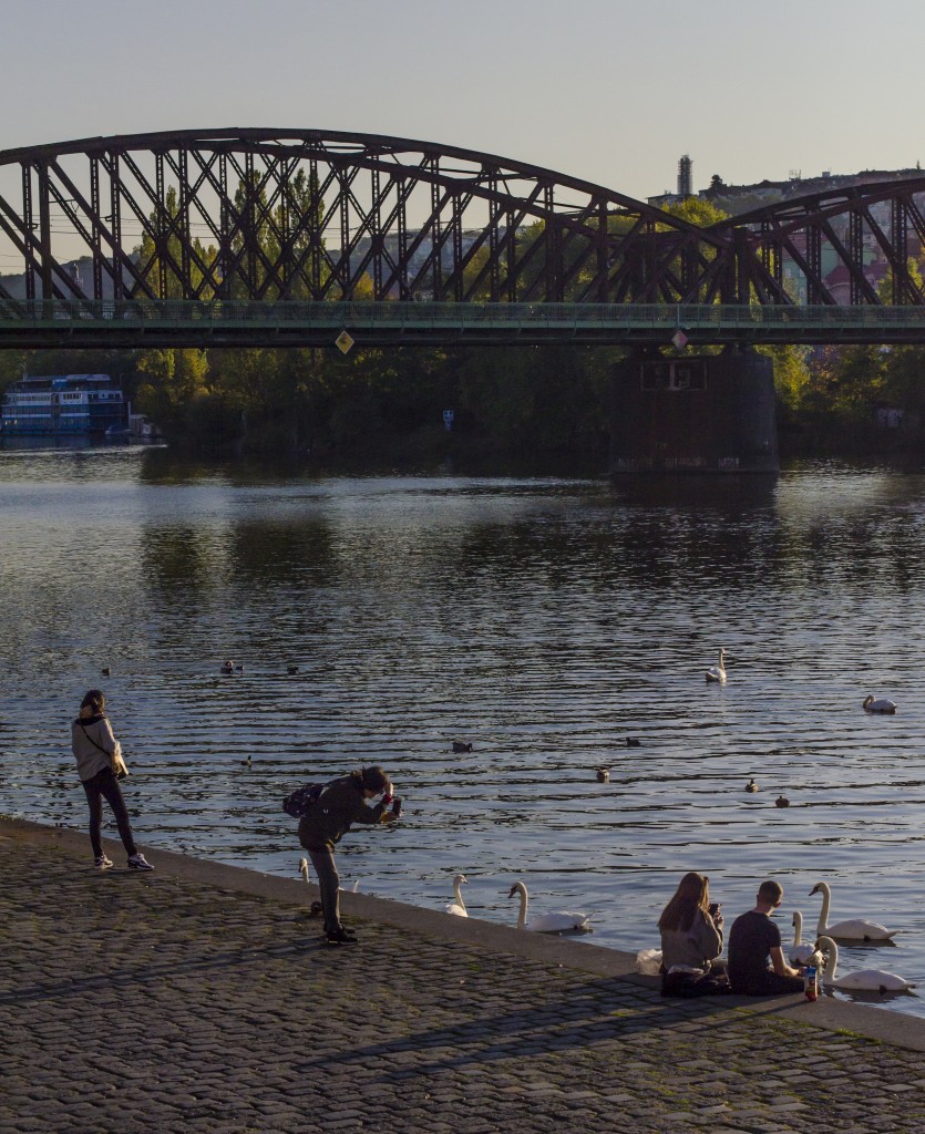 Tame Swans