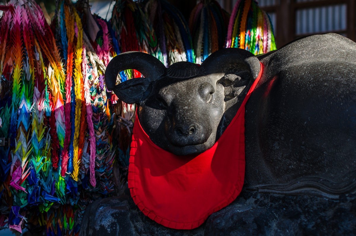 Cozy Cow
