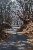 The road up Akagi
