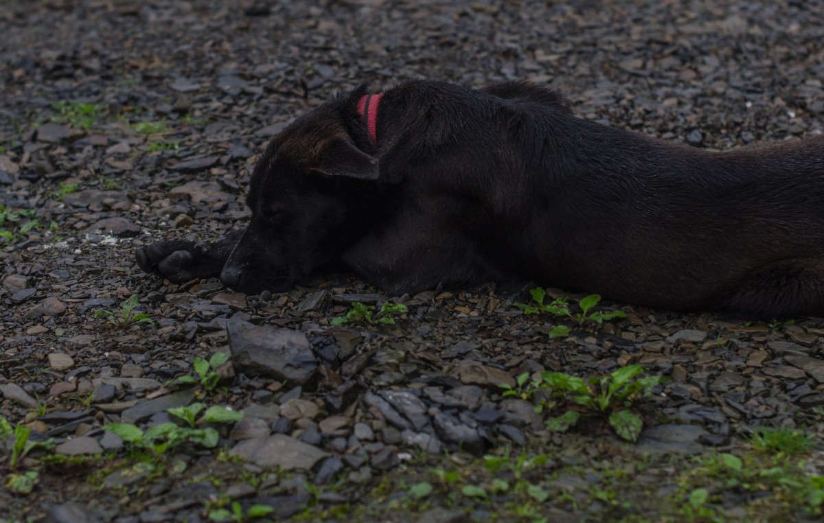 Mingchi