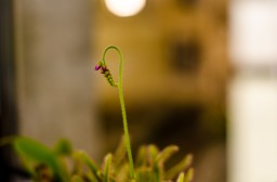 Drosera Capensis