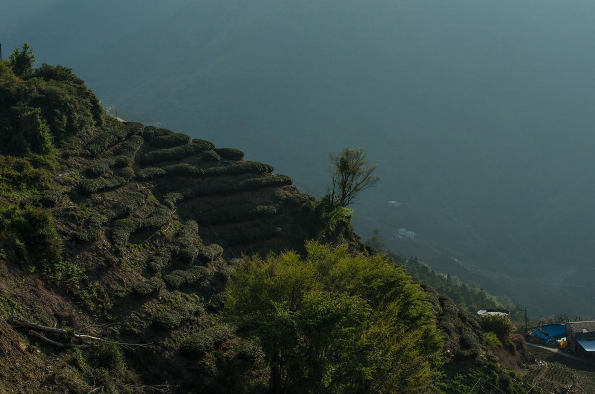 Lishan // 梨山