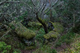 Stone Heart
