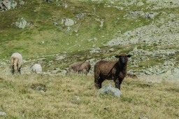 Susten Pass 6