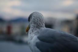 Searching Seagull