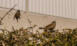 Finches (Yeosu)