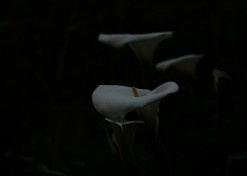 Lishan Lilies