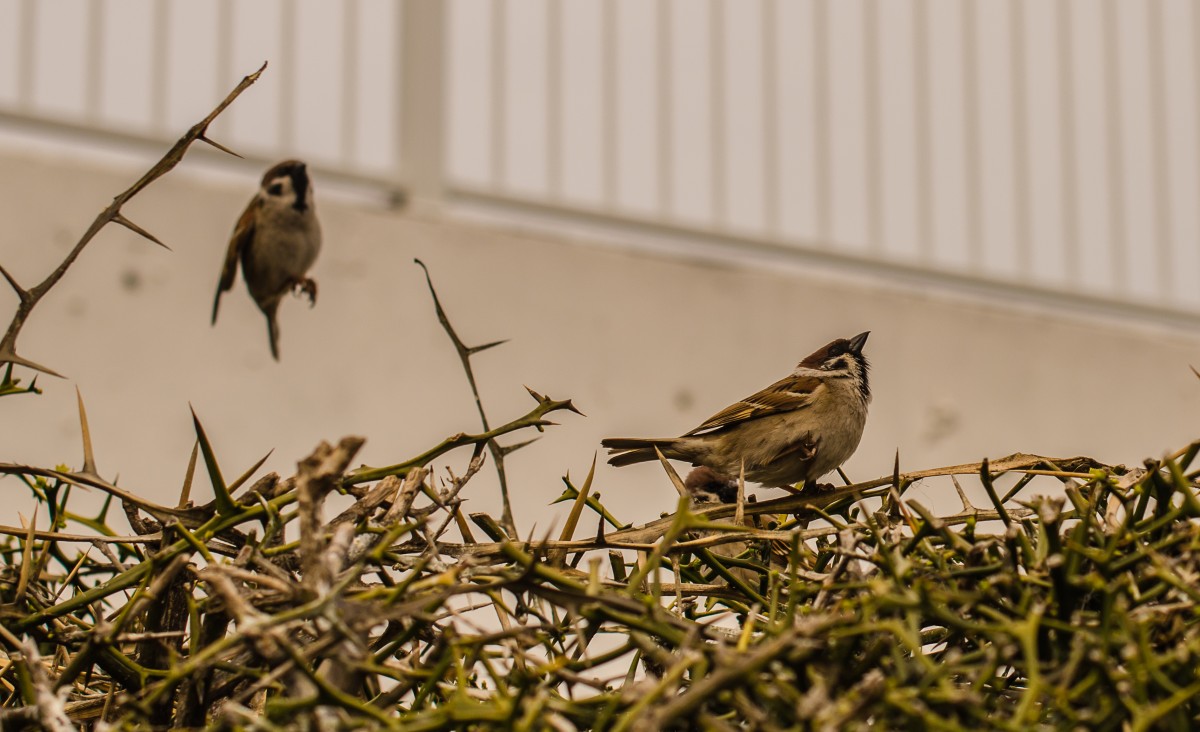 Finches (Yeosu)