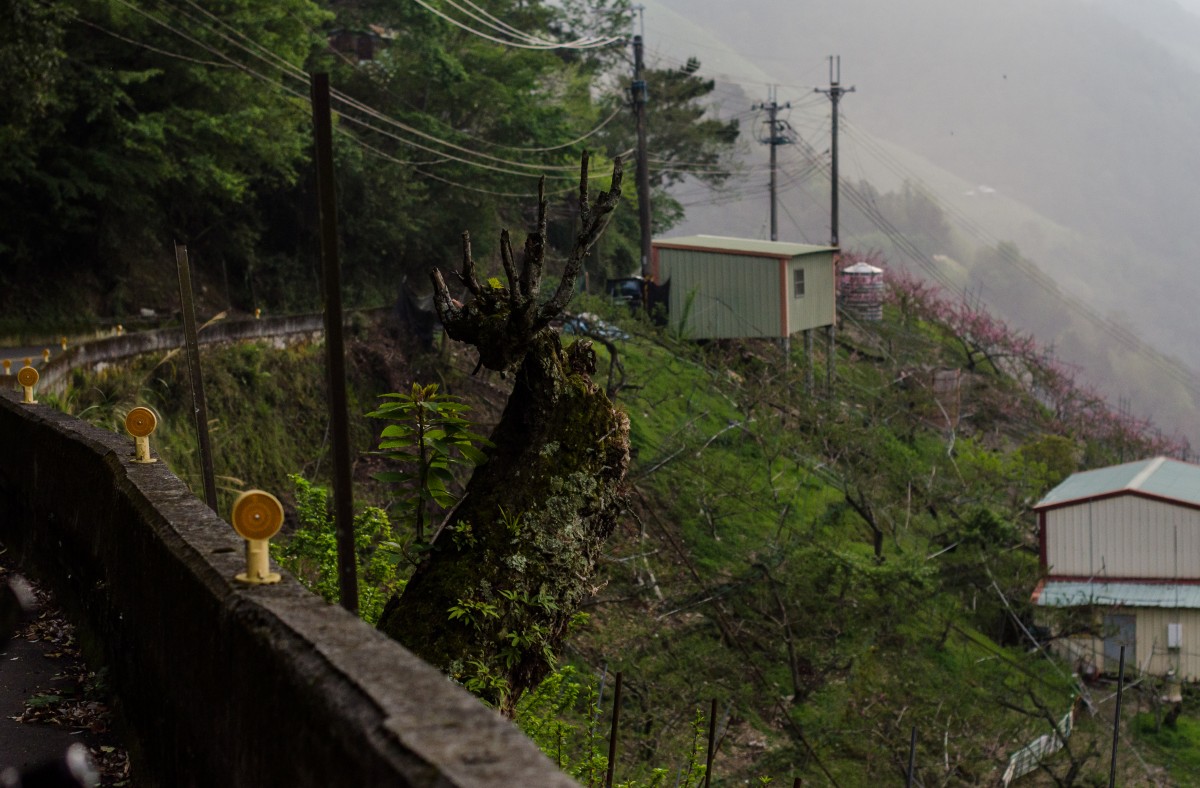 Lishan // 梨山