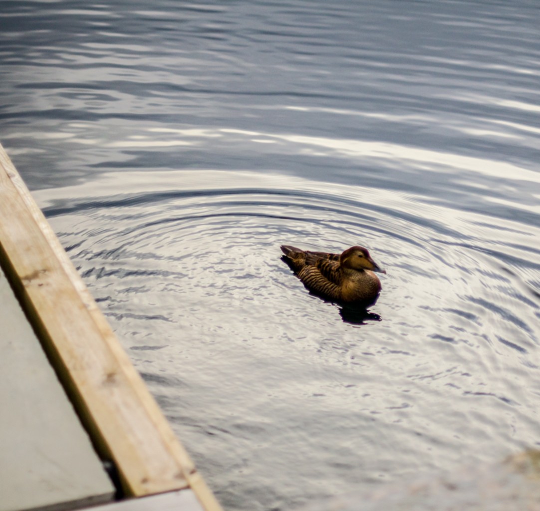 Alesund Duck
