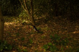 Odongo Magpie (Yeosu)