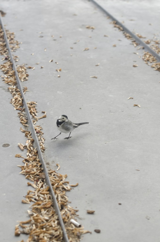 Cute Bird
