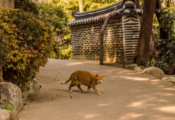 Busan Cat