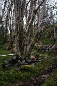 Path 12
