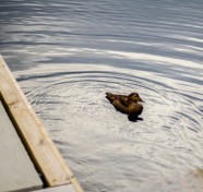 Alesund Duck
