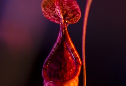 Color Exploraton