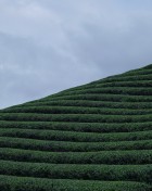 Tea Farm