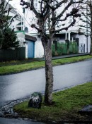 Tree Guard
