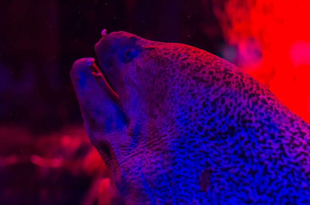 Eel