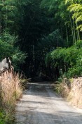 Bamboo Forest near Usuki // 臼杵市