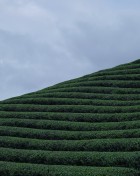 Tea Farm