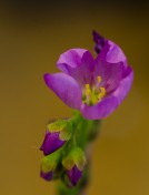 Drosera Capensis