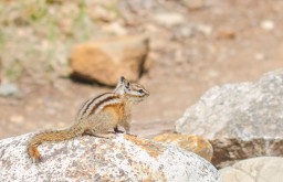 Chipmunk